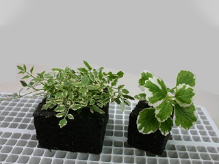Excel cube seedlings