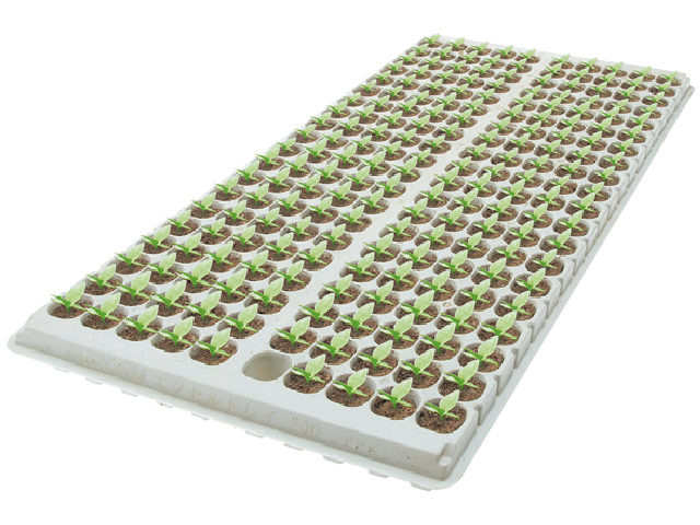 flower seedling tray