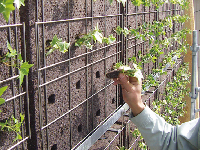 cell seedlings