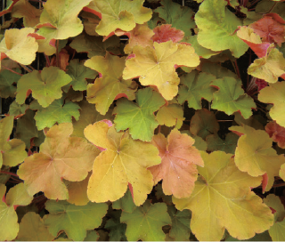 heuchera caramel