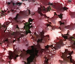 Heuchera Fire Chief