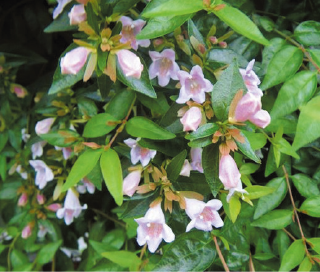 Abelia cv. edward goucher