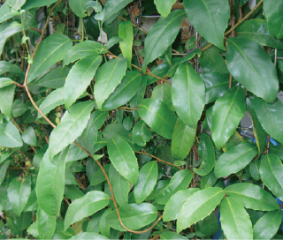 Kadsura japonica