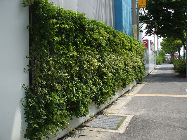 About wall greening