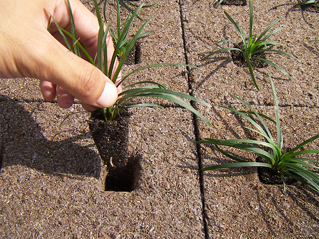 About rooftop greening