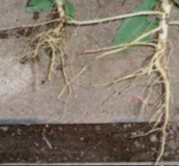 Comparison of lisianthus roots