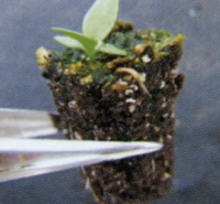 Seedlings can be pulled out with tweezers, etc., and can be transplanted to the field before root wrapping.