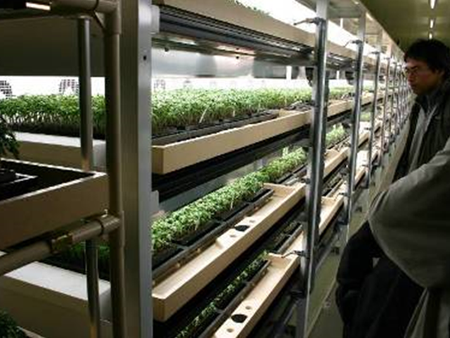 Cucumber grafted seedlings