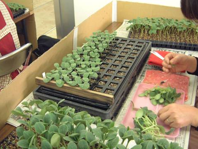 Cucumber grafted seedlings