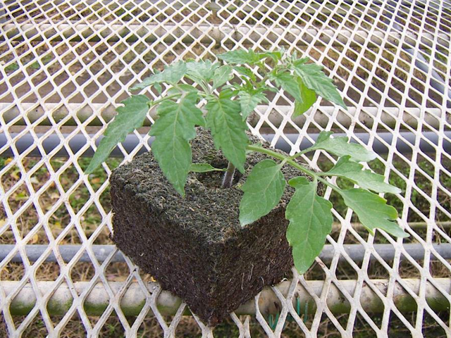 苗を移植したエクセルソイル キューブ