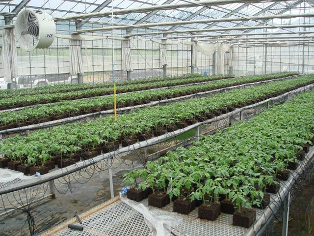 苗を移植したエクセルソイル キューブ
