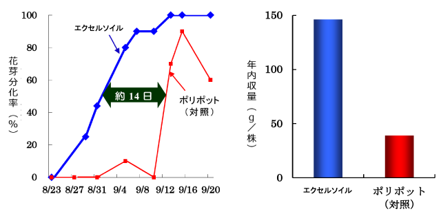 “紅ほっぺ”における花芽分化の推移（左）と年内収量（右）